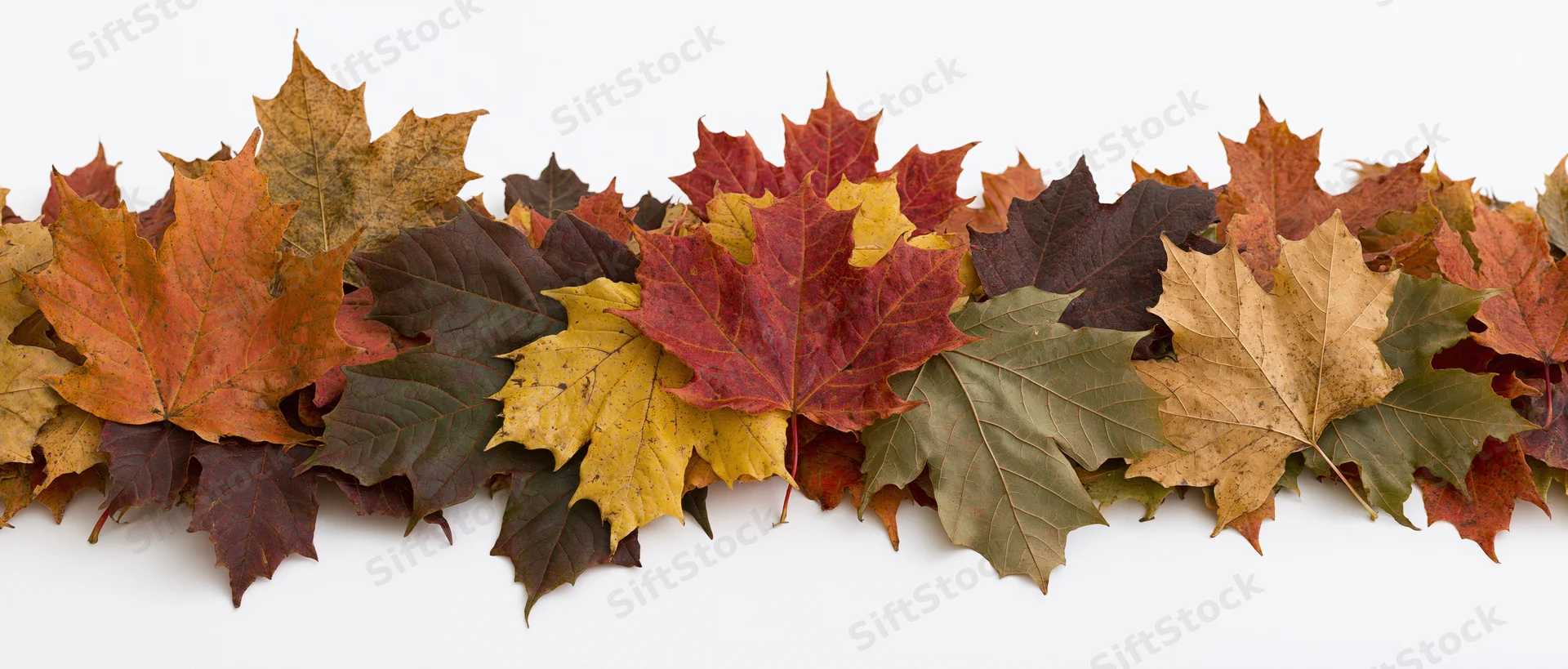 Horizontal row of colorful fallen maple leaves arranged as a border on white background