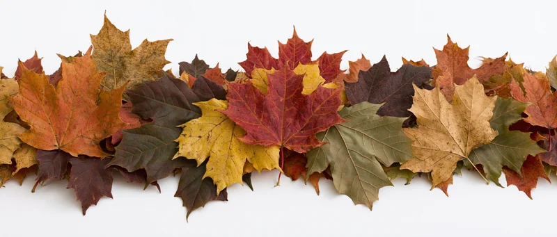 Horizontal row of colorful fallen maple leaves arranged as a border on white background
