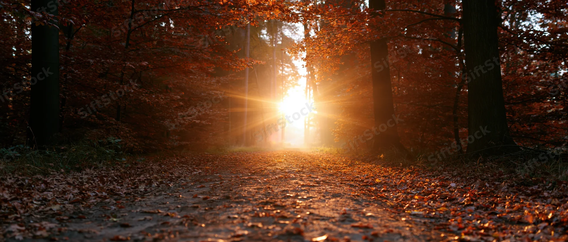 Forest path covered in fallen autumn leaves with sunlight streaming through trees