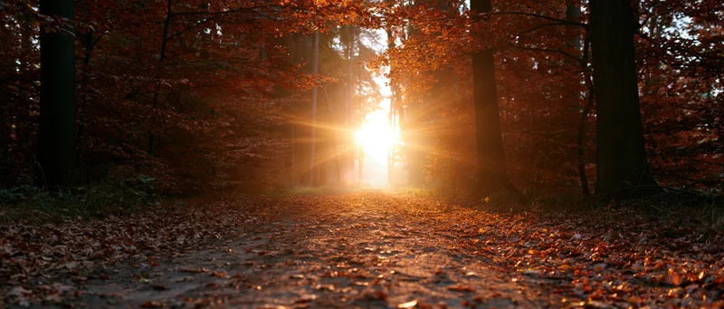 Forest path covered in fallen autumn leaves with sunlight streaming through trees