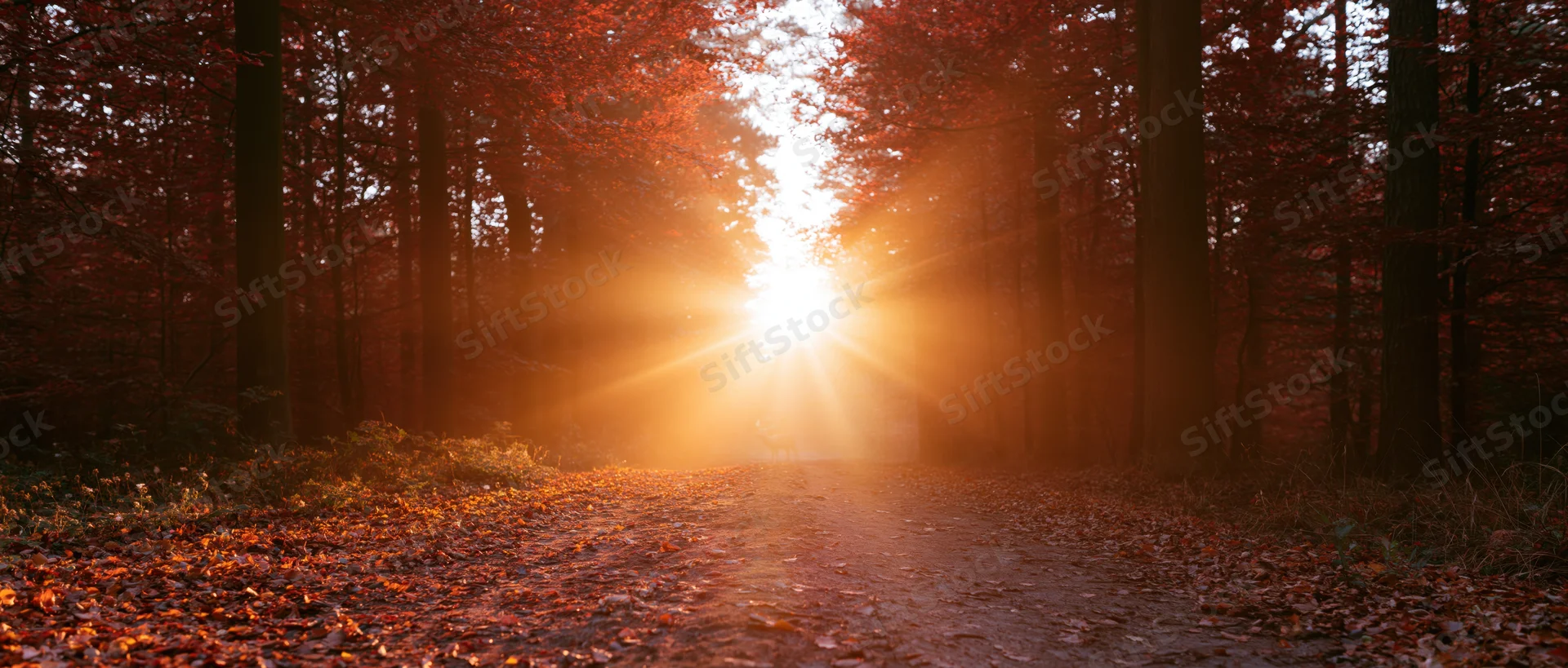 Dirt path covered in fallen autumn leaves through a forest with sunlight shining through trees