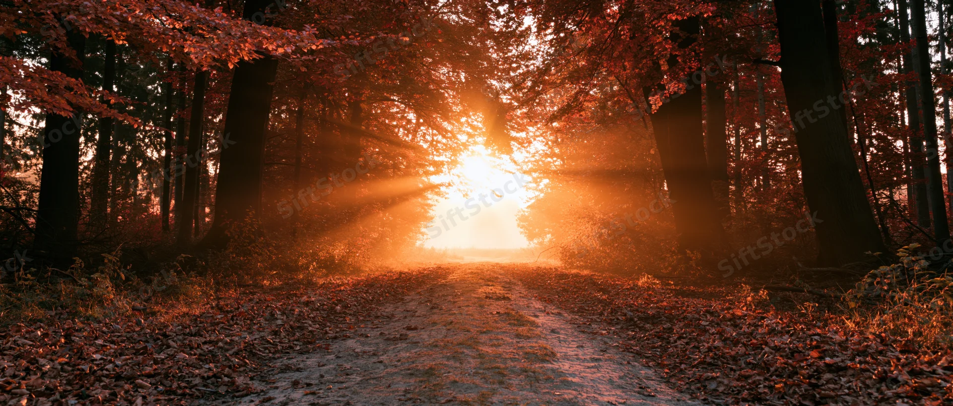 Dirt path covered in fallen autumn leaves through a forest with sunlight streaming through trees at sunrise or sunset