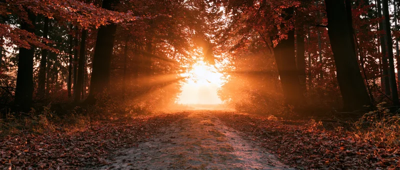 Dirt forest path covered in autumn leaves stretching toward sun