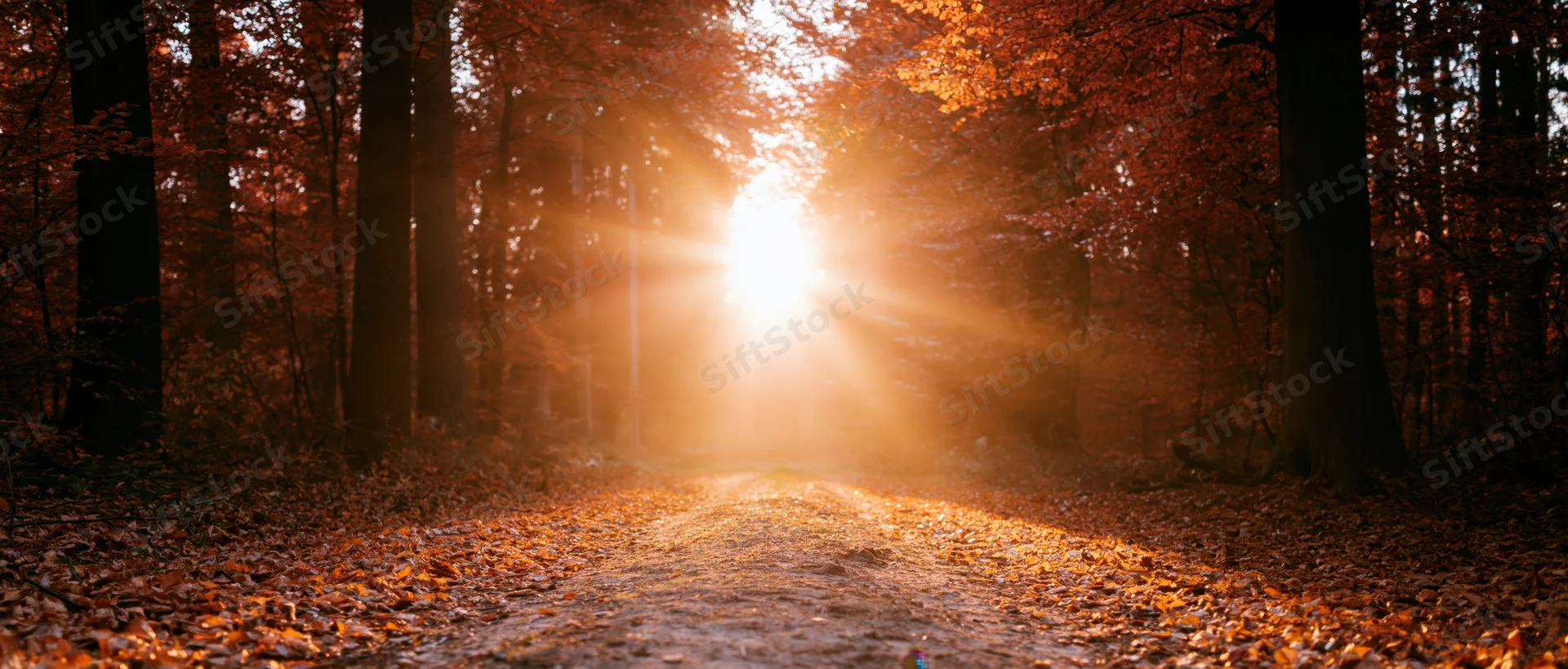 Sunlit forest path covered in fallen autumn leaves stretching into the distance