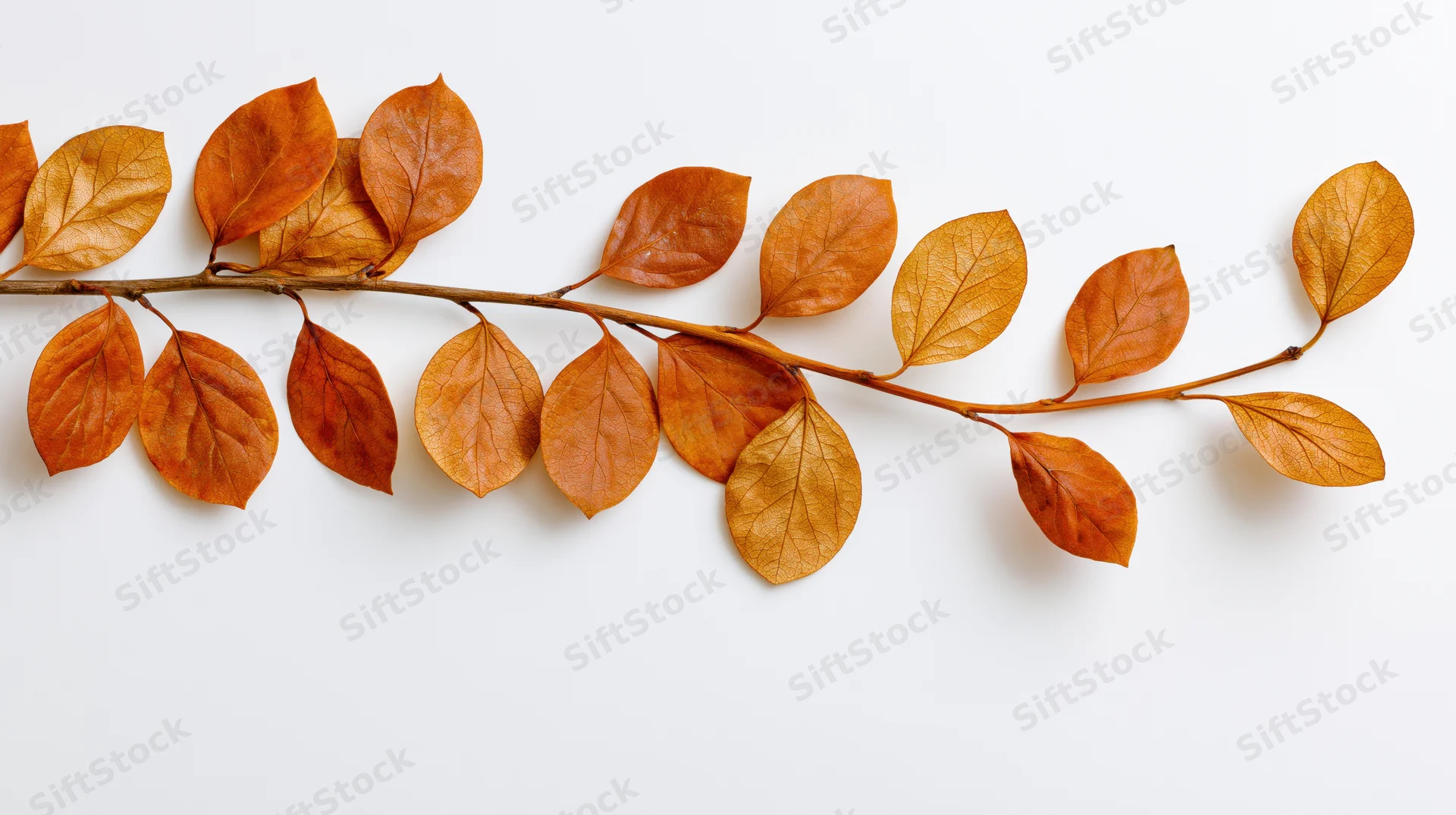 Dried autumn branch with orange leaves arranged horizontally on white background