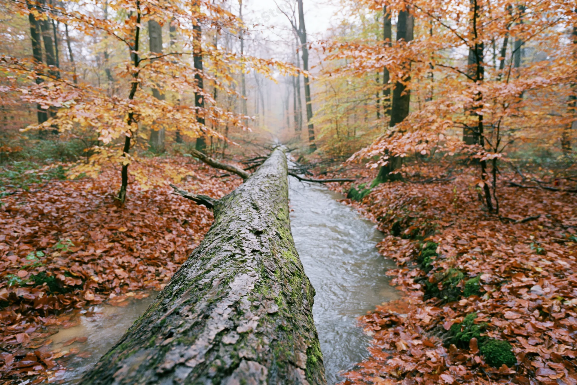Fallen log spanning a narrow stream in an autumn forest with moss-covered bark and orange foliage lining the banks