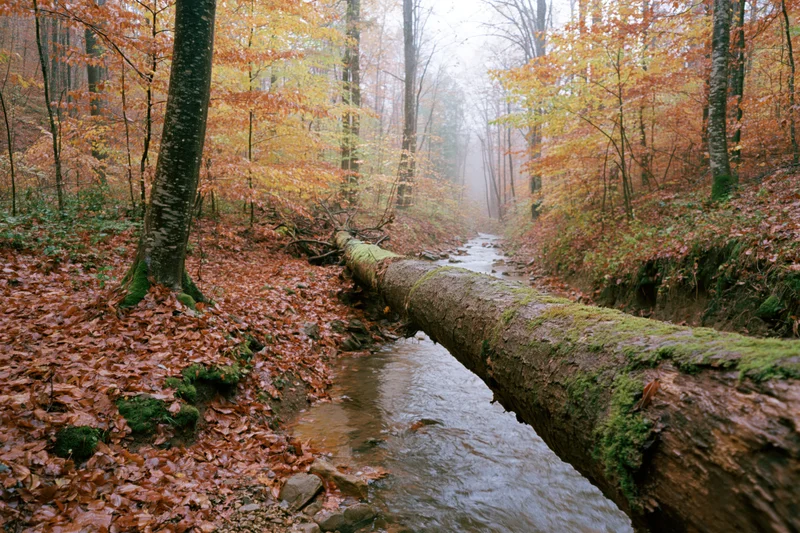 Fallen log spanning a narrow stream in an autumn forest with moss and colorful foliage