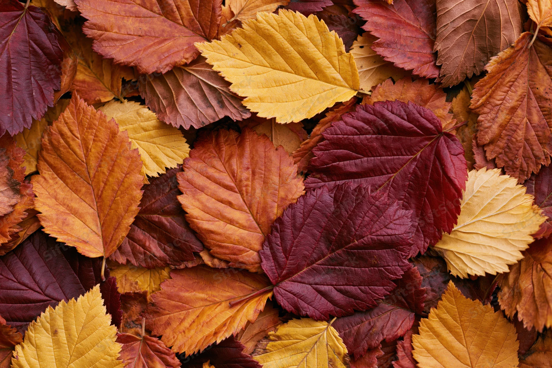 Dense layer of colorful autumn leaves covering the ground in a natural outdoor setting