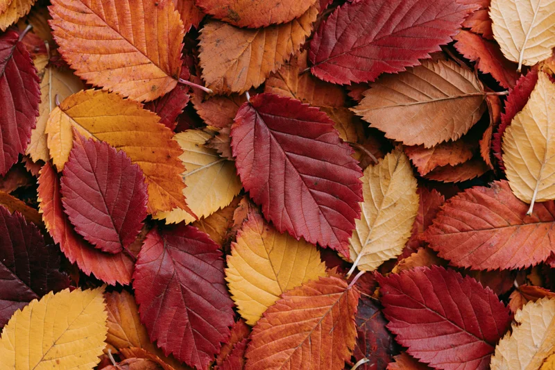 Fallen autumn leaves densely covering the ground in a natural outdoor setting