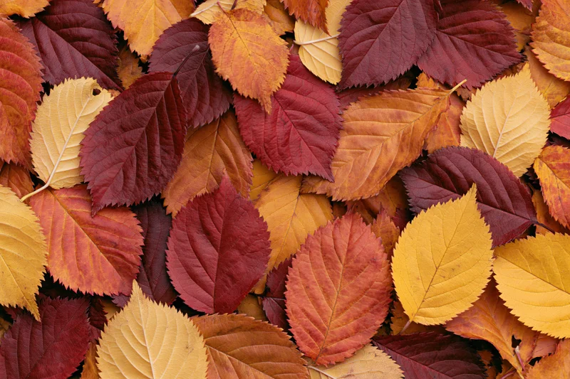 Dense layer of colorful autumn leaves covering the ground