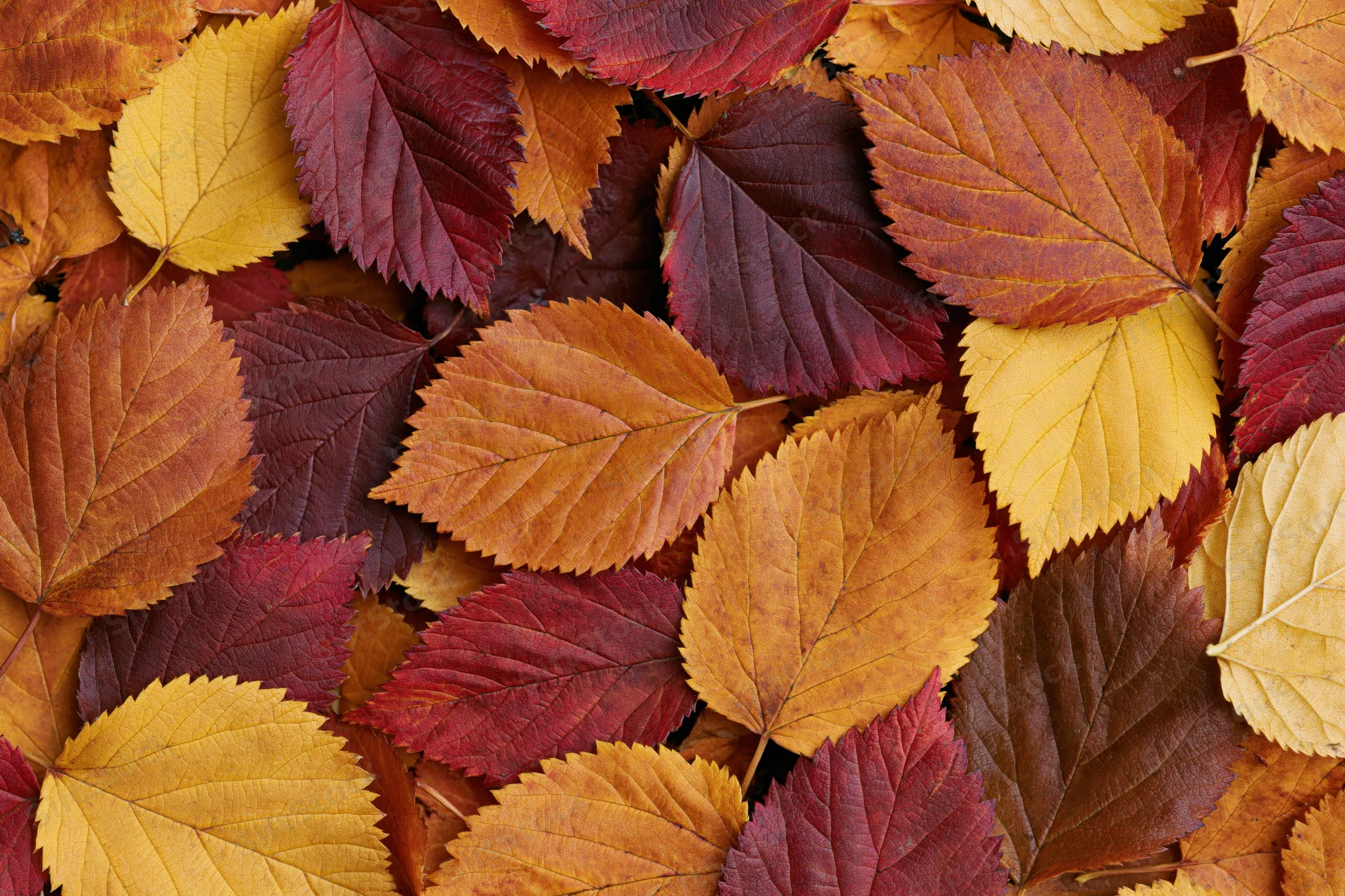 Flat lay of colorful autumn leaves densely covering the surface