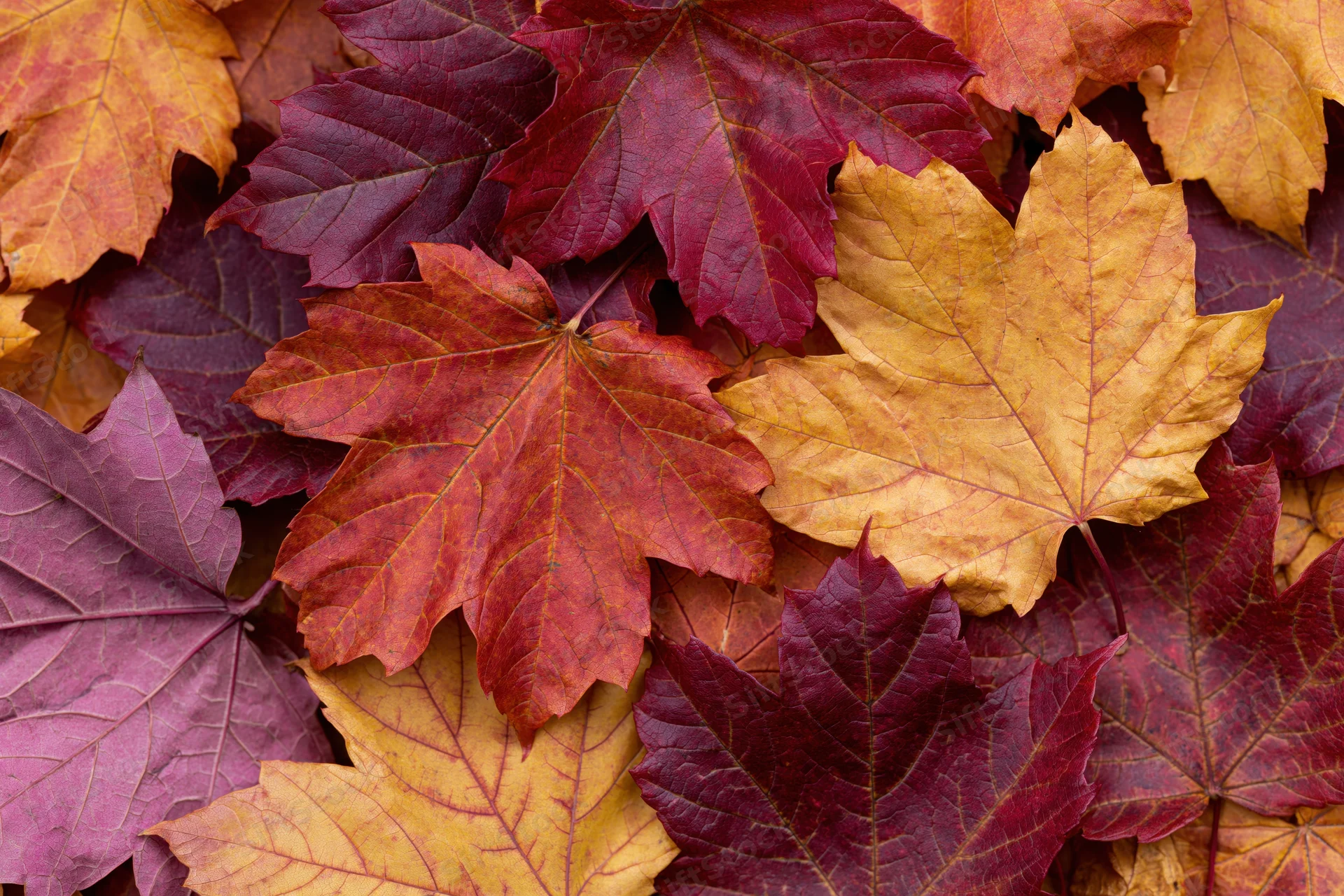 Closeup of fallen maple leaves arranged in a flat lay pattern on the ground