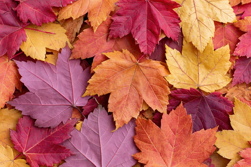 Flat lay of colorful fallen maple leaves arranged closely together on ground