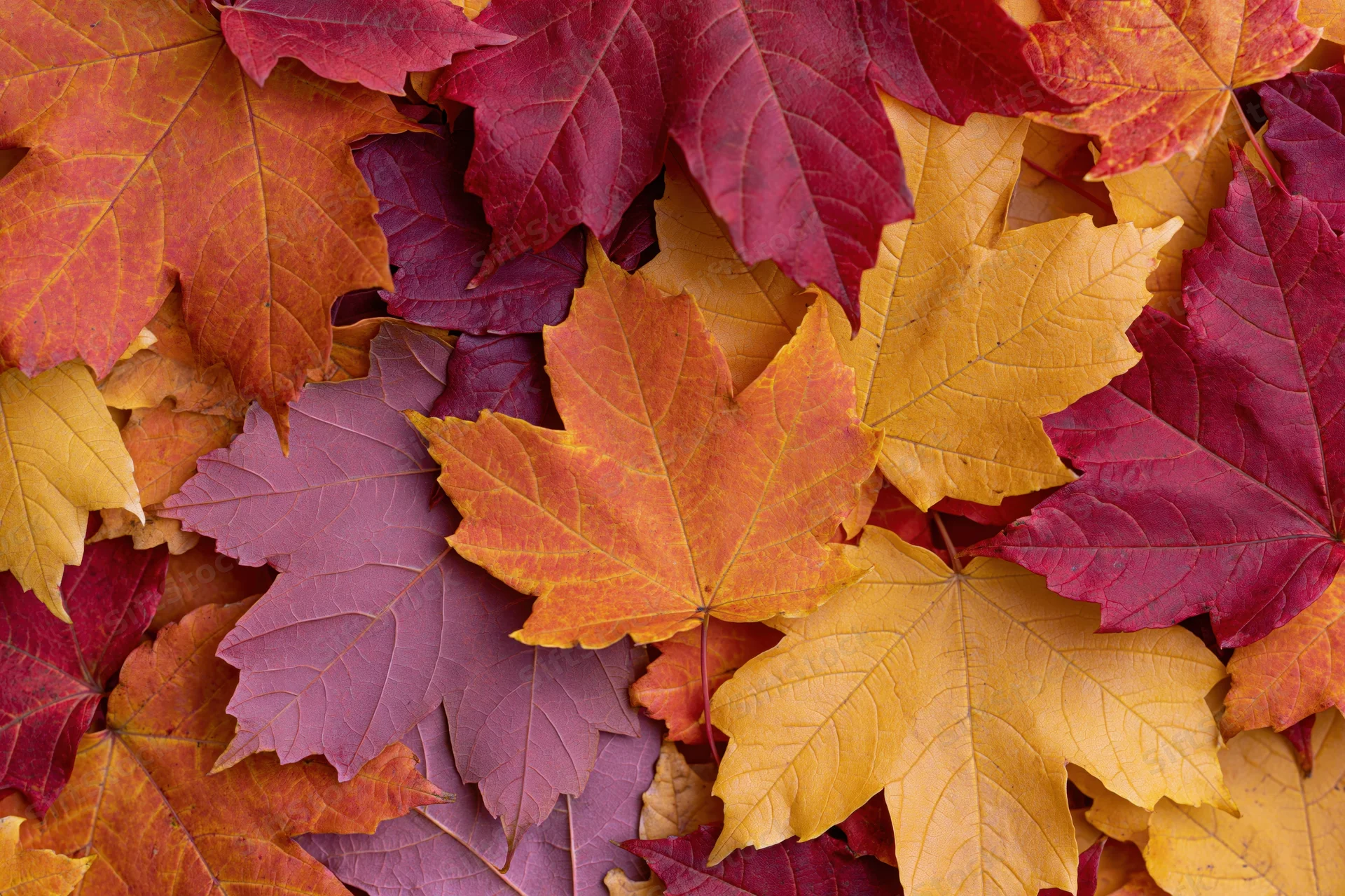 Fallen maple leaves arranged closely together on ground in autumn colors