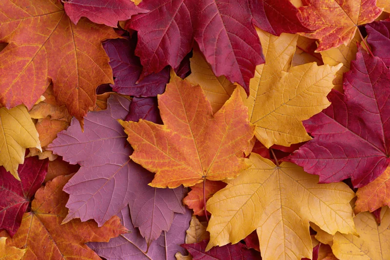 Fallen maple leaves arranged closely together on ground in autumn colors