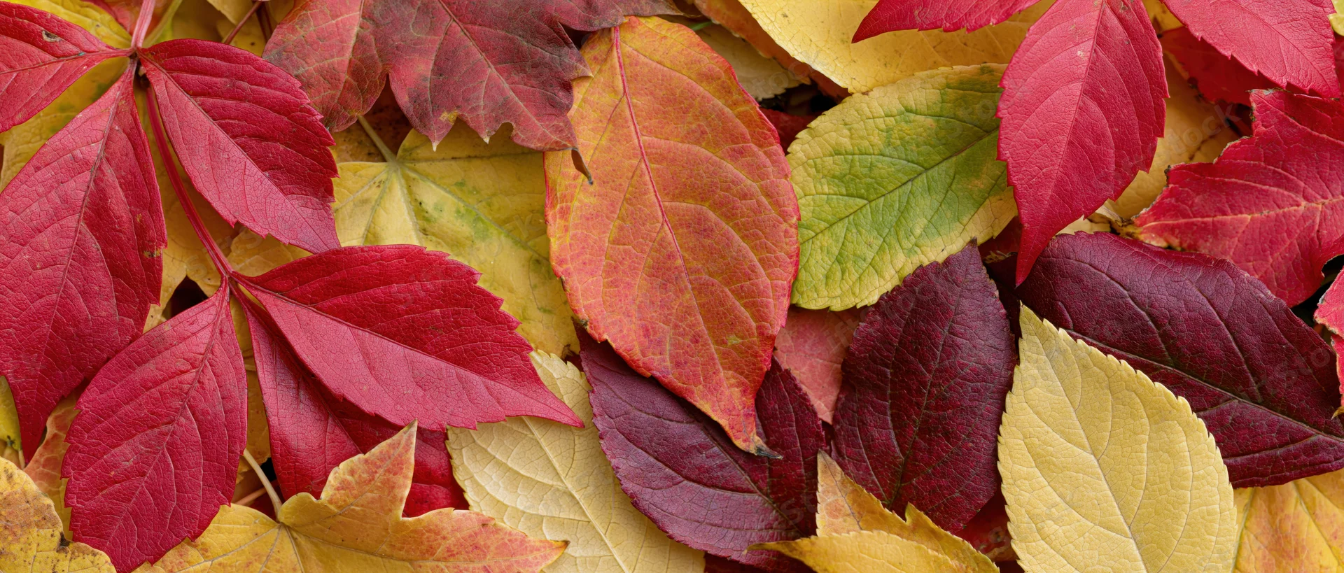 A flat lay of mixed fallen autumn leaves in red, yellow, and orange hues covering the ground