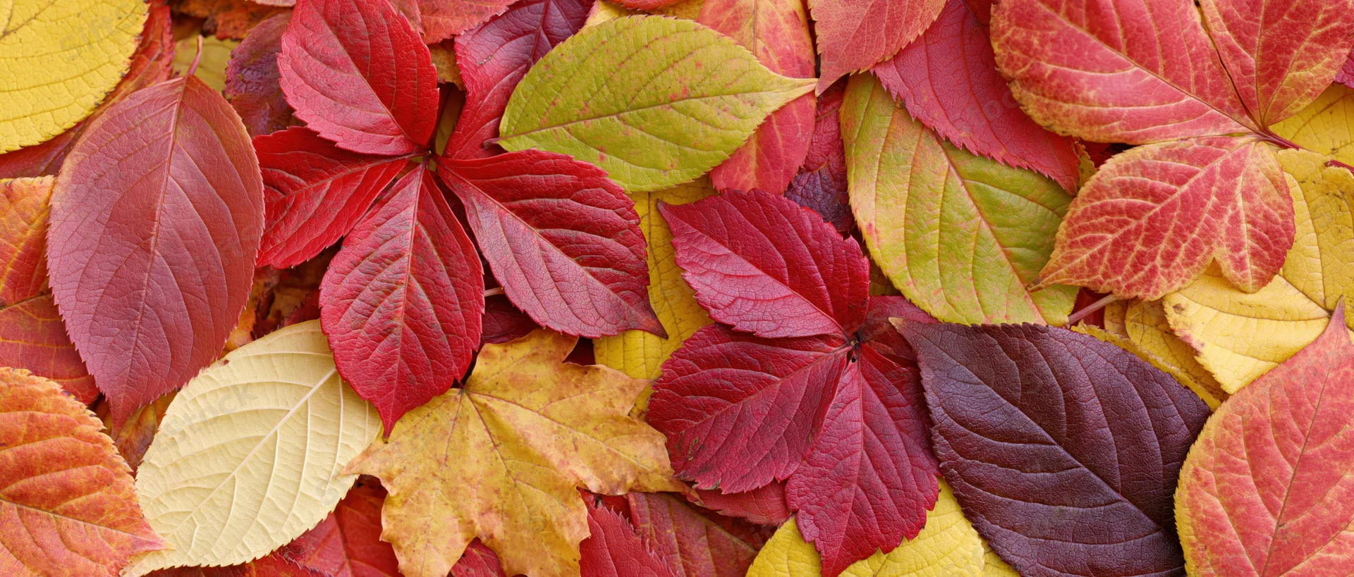 A flat lay of mixed fallen autumn leaves arranged on the ground