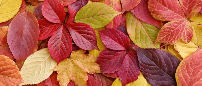 A flat lay of mixed fallen autumn leaves arranged on the ground