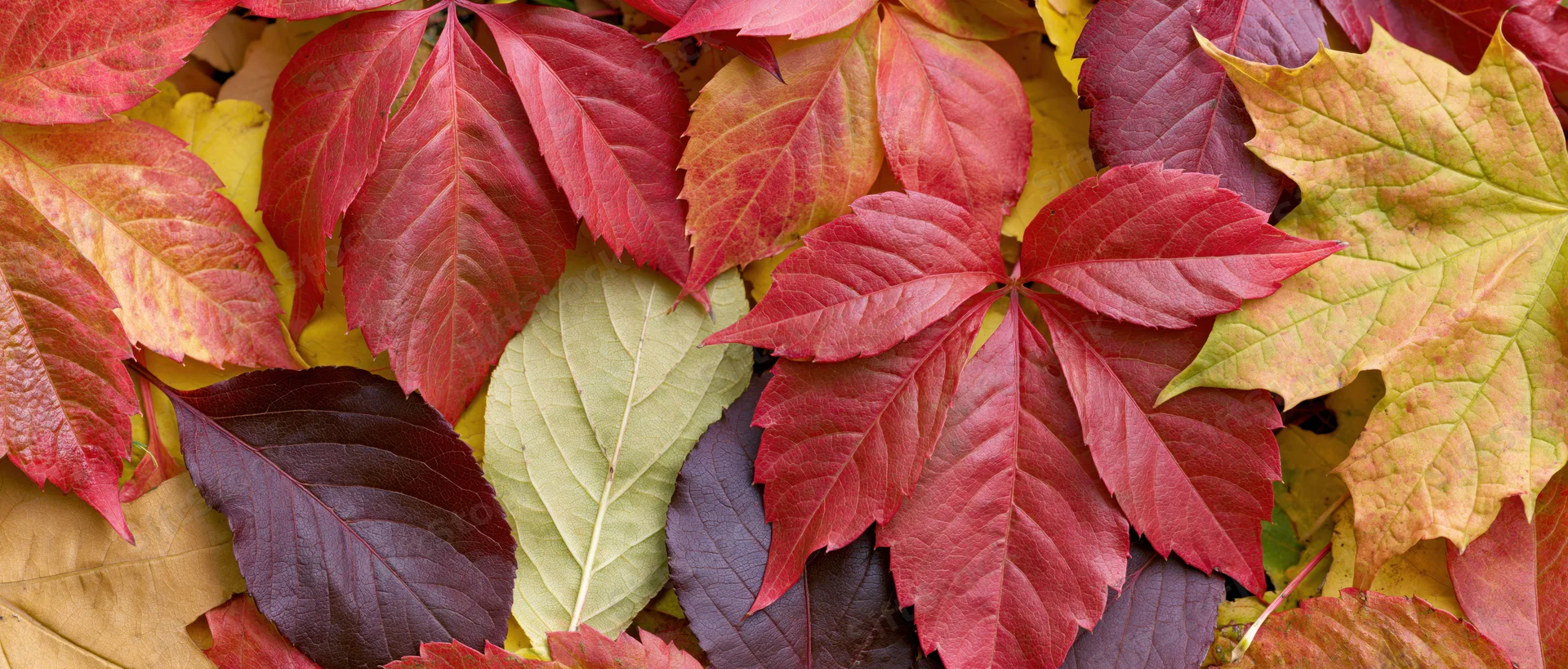 A flat lay of mixed fallen autumn leaves in red yellow green and brown hues covering the ground