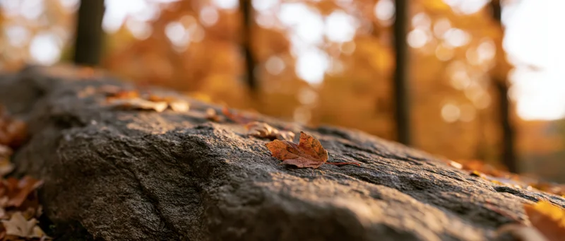 Autumn leaves resting on a natural stone surface in a forest setting