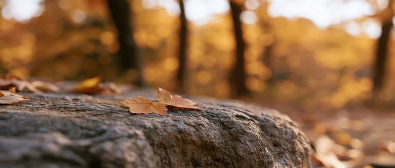 Fallen autumn leaves resting on a natural stone surface in a forest setting