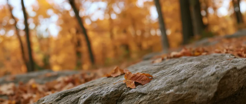 Fallen autumn leaves resting on a flat stone surface in a forest setting