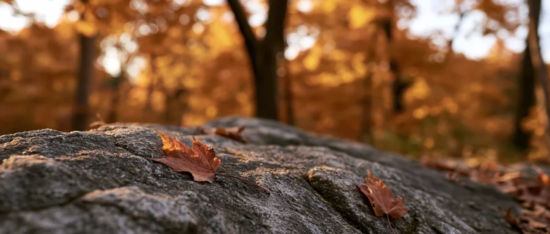 Fallen autumn leaves resting on a natural stone surface in a forest setting
