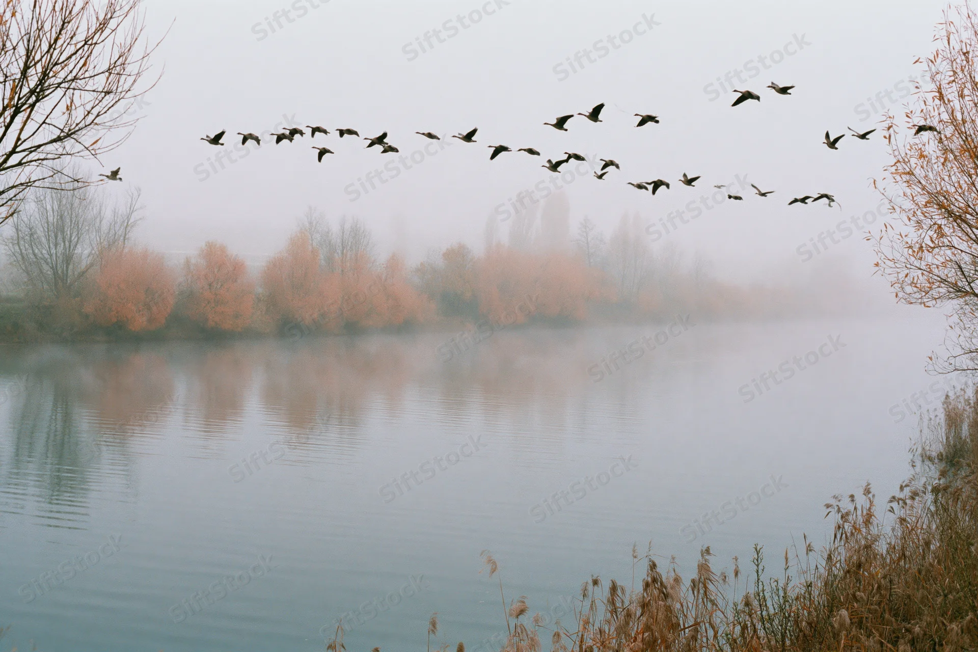 Flock of birds in flight over a foggy lake with autumn trees reflecting in the water