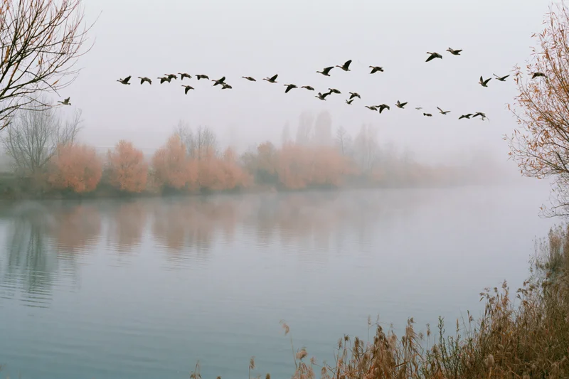 Flock of birds in flight over a foggy lake with autumn trees reflecting in the water