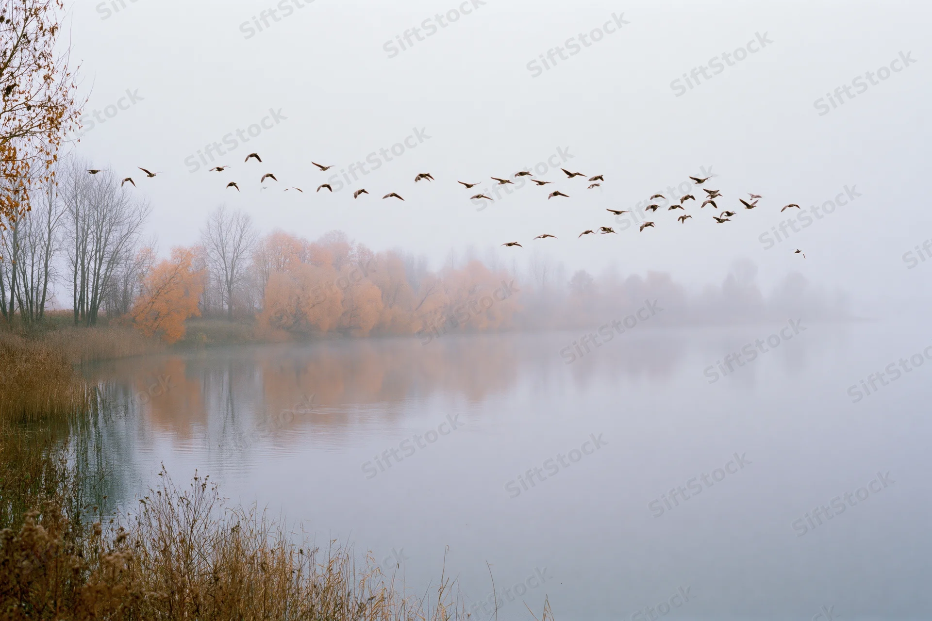 Flock of birds in flight over a foggy lake with autumn trees reflecting in the water