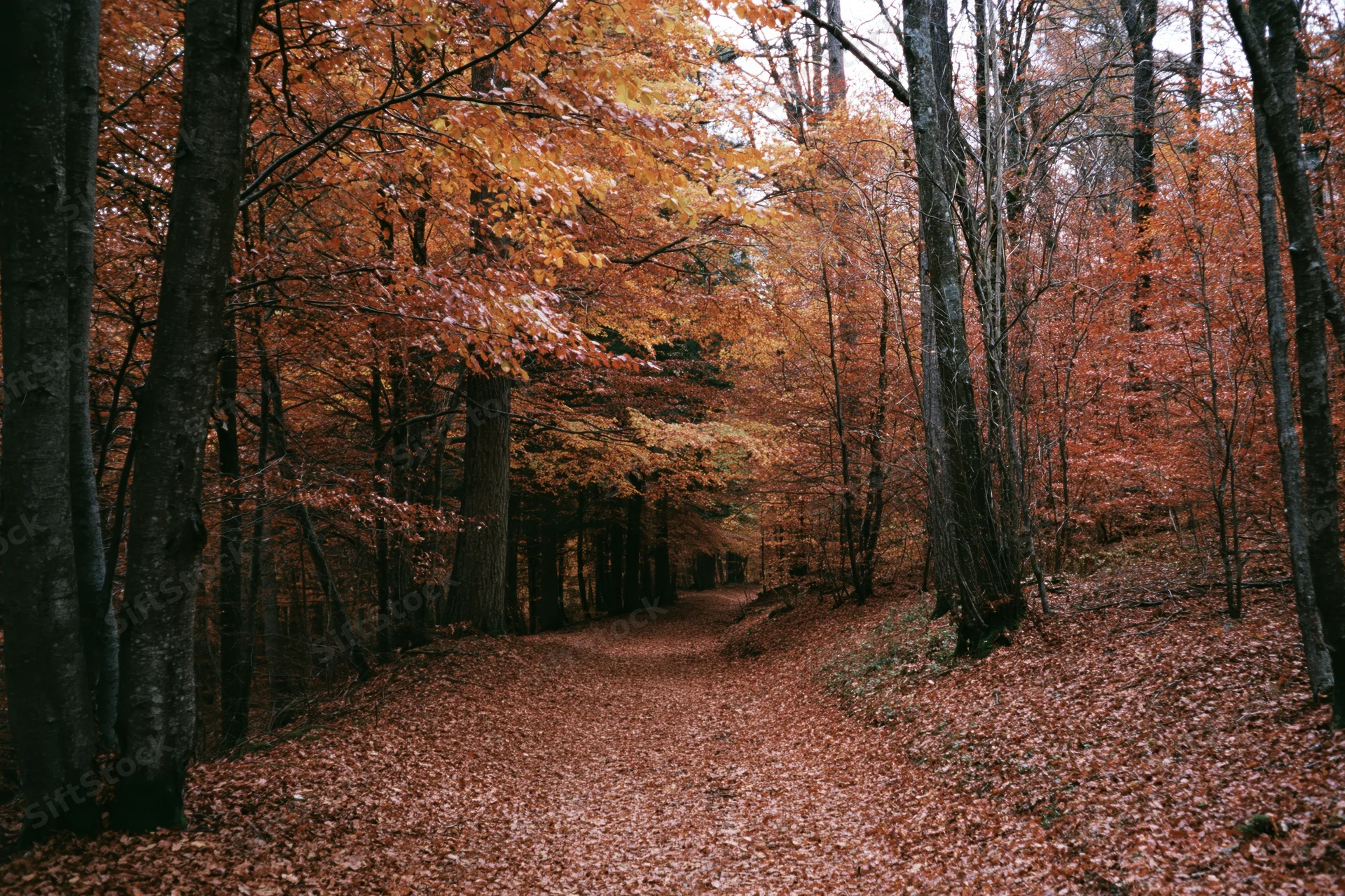 A forest path covered in fallen autumn leaves winding between tall trees