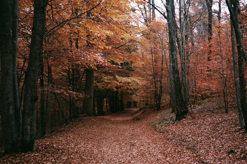 A forest path covered in fallen autumn leaves winding between tall trees