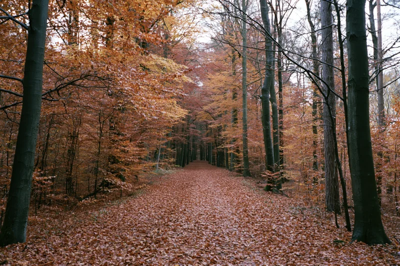 Forest path covered in fallen autumn leaves winding between tall trees