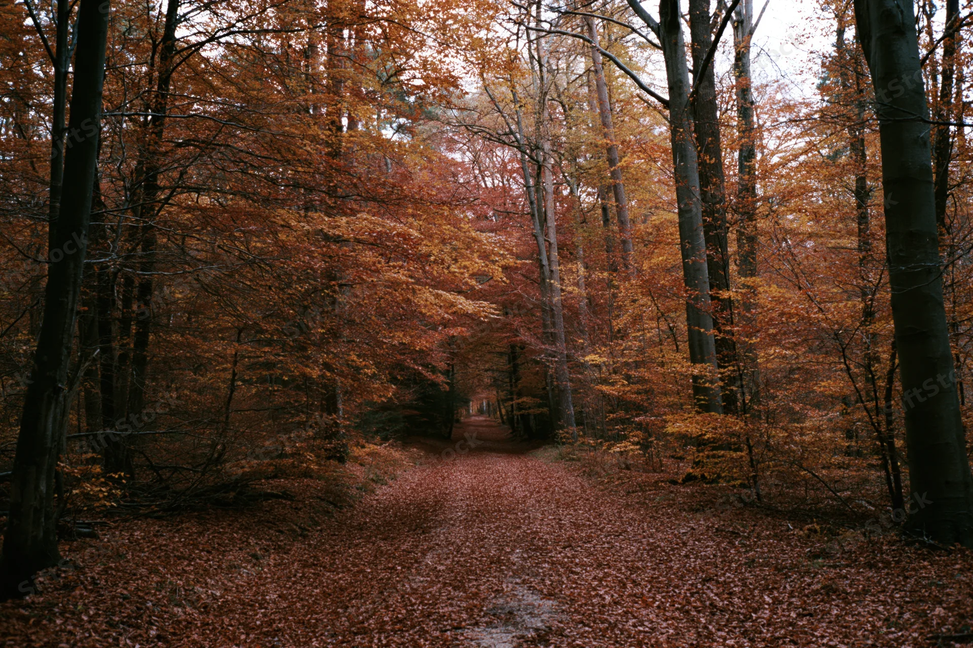 A forest path covered in fallen autumn leaves winding between tall trees