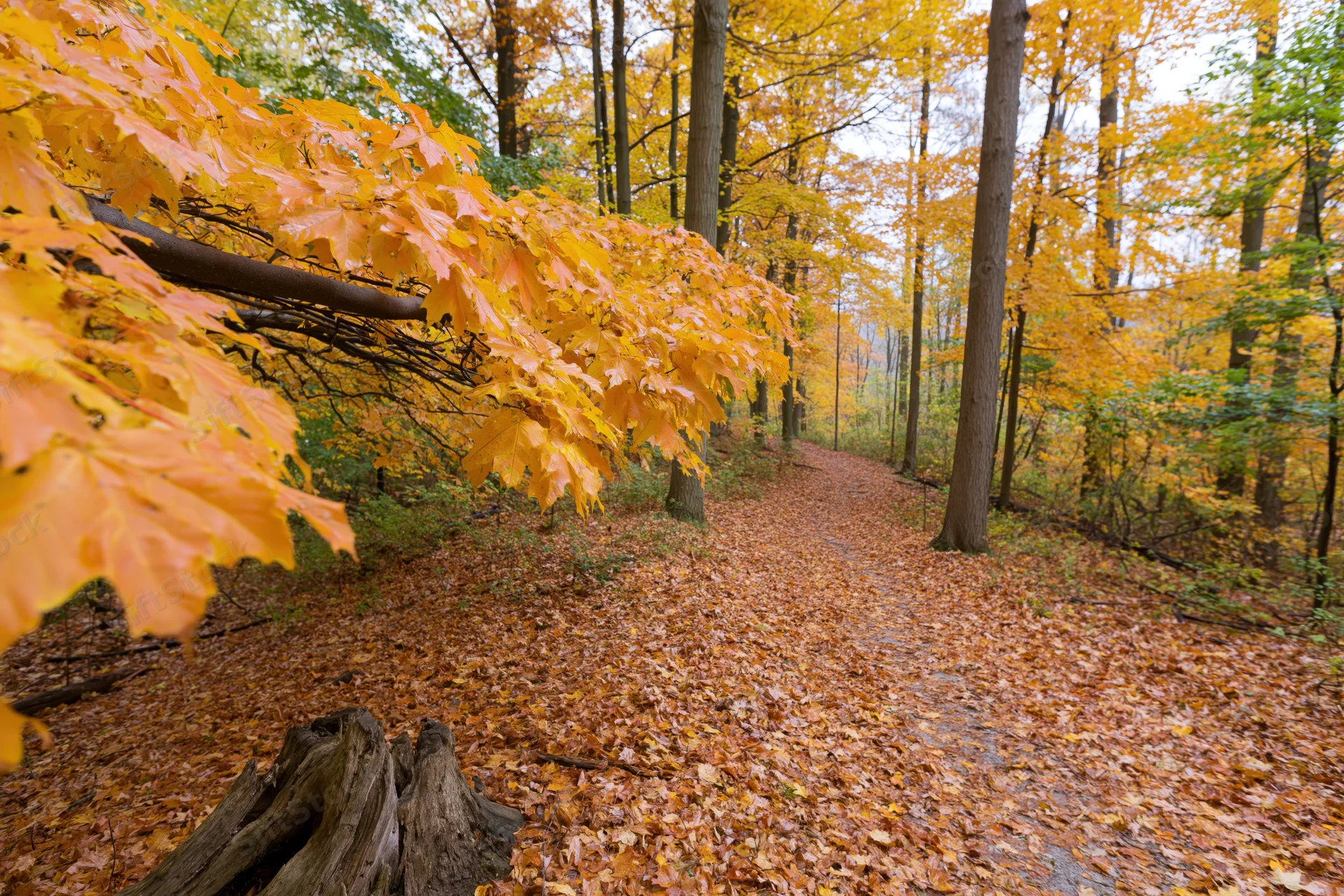 Winding forest path covered in fallen autumn leaves leading through a deciduous woodland