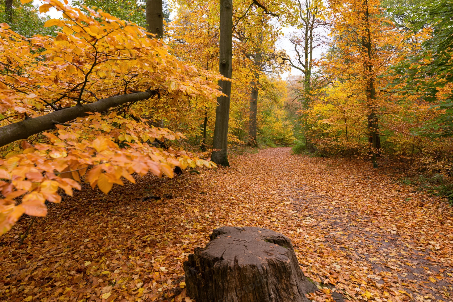 Forest path covered in fallen autumn leaves winding through trees with a tree stump in the foreground