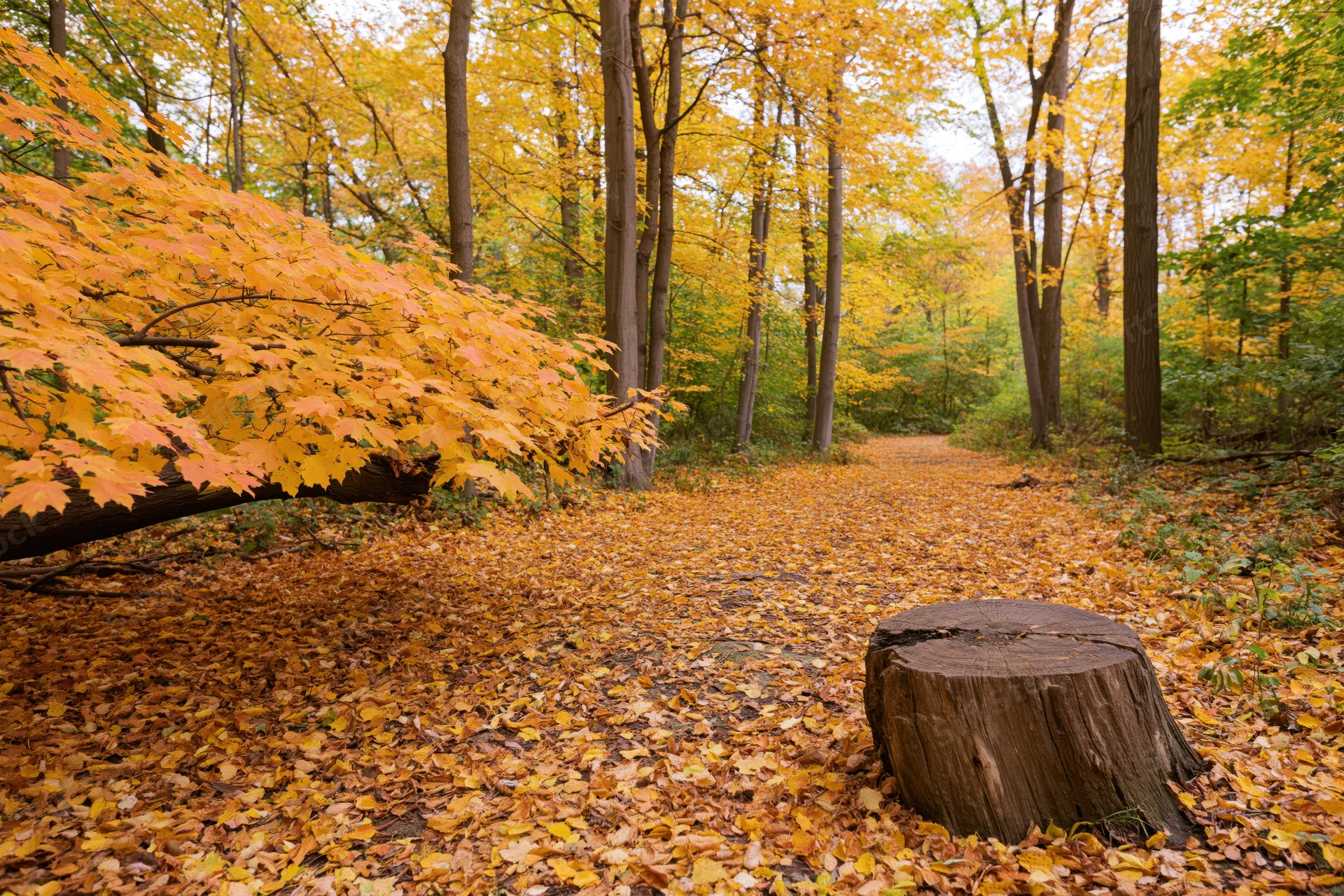 Forest path covered in fallen autumn leaves winding through trees with a tree stump on the side