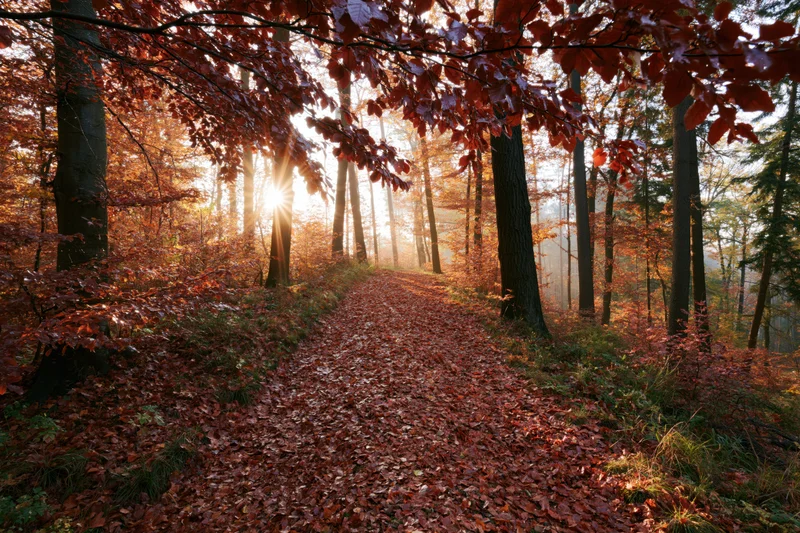 Forest path covered in fallen red and orange leaves winding through trees with sunlight filtering through canopy at sunrise
