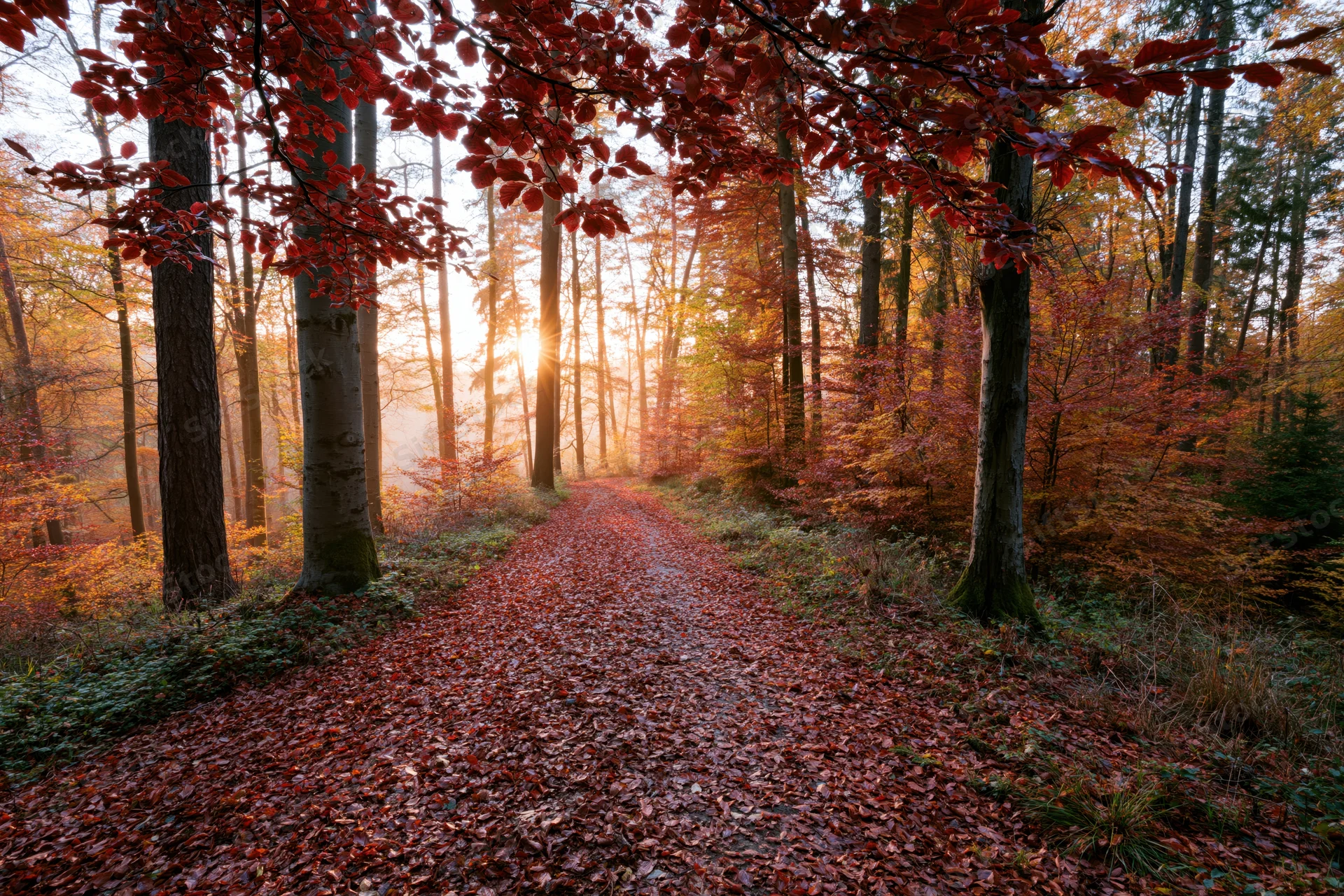 Forest path covered in fallen red and orange leaves winding through trees at sunrise