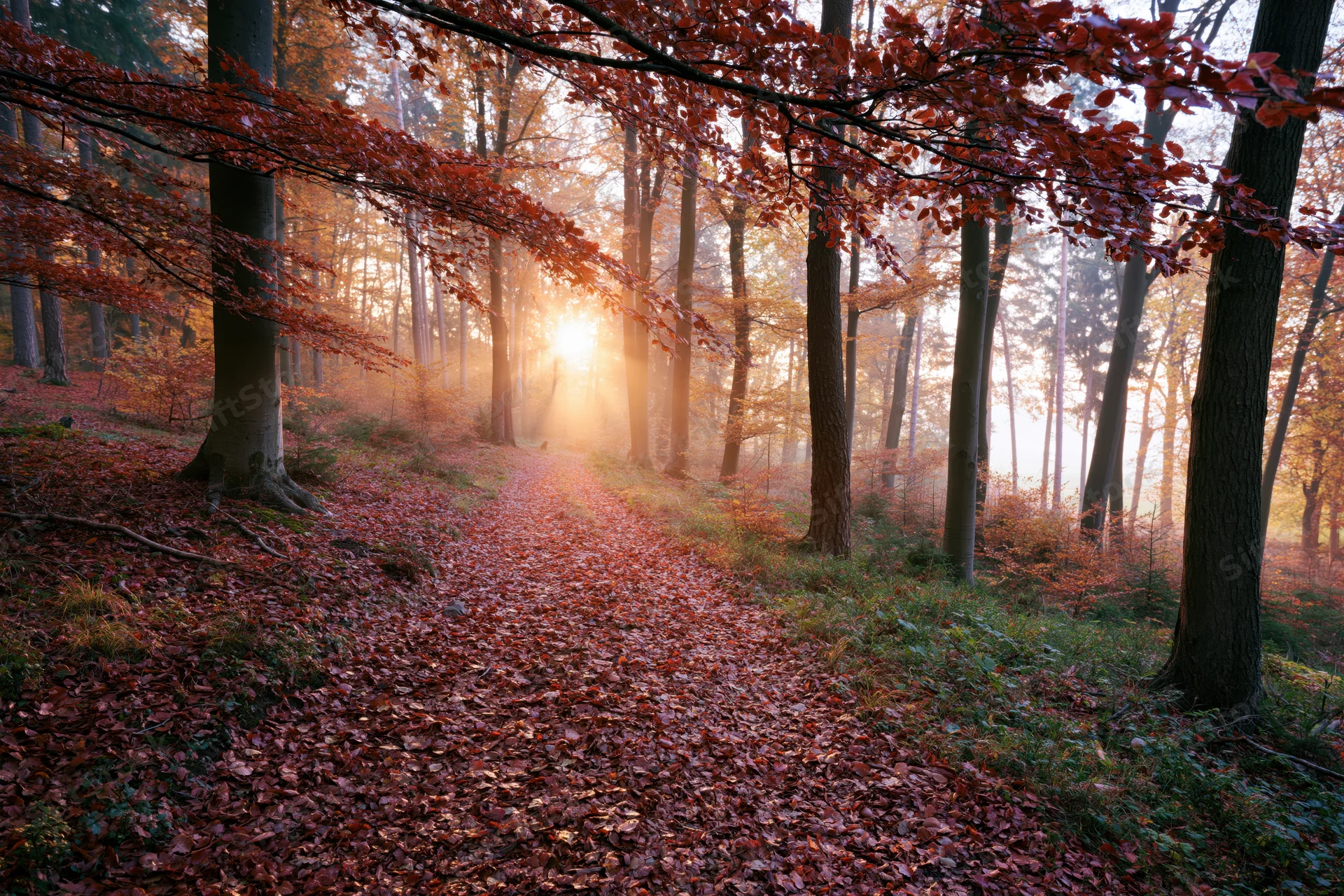 Forest path covered in fallen red and orange leaves winding through trees with sunlight filtering through canopy at sunrise