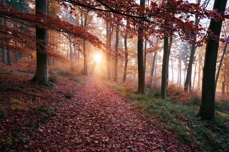 Forest path covered in fallen red and orange leaves winding through trees with sunlight filtering through canopy at sunrise