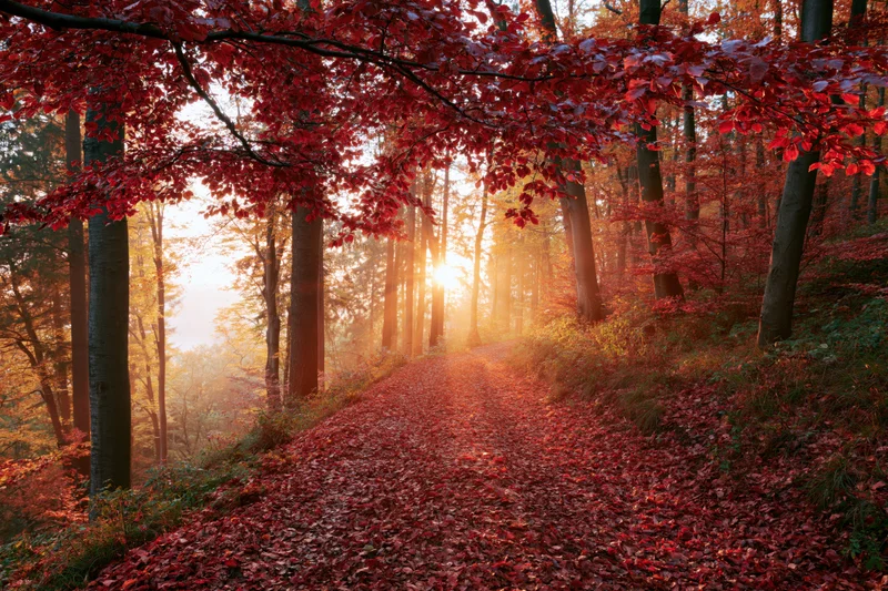 Forest path covered in red fallen leaves winding through trees at sunrise