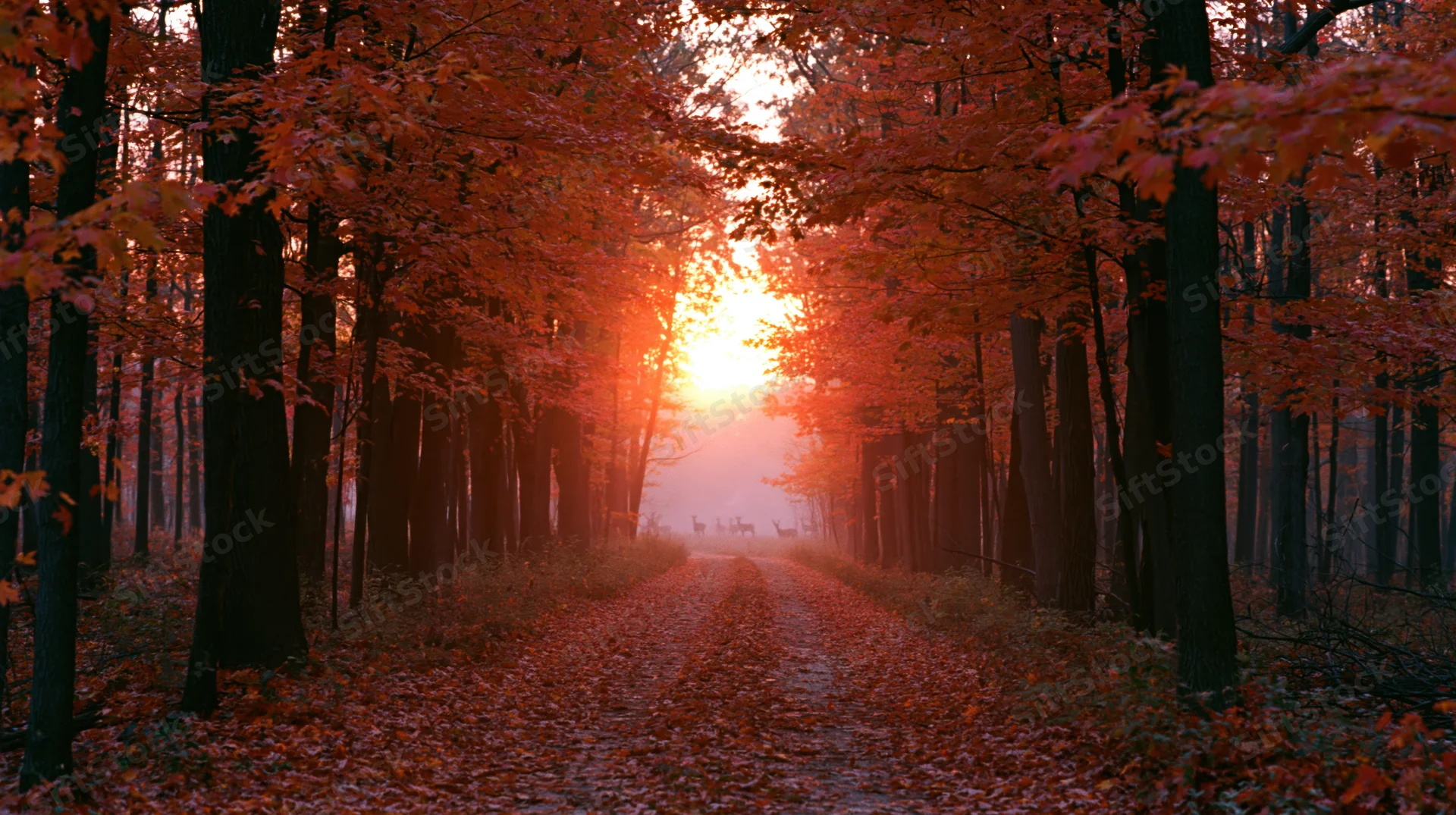 Forest path lined with maple trees in autumn foliage at sunset