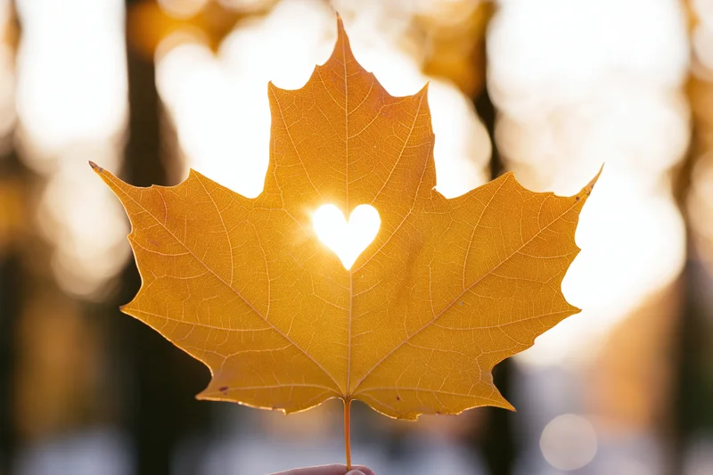 Hand holding golden maple leaf with heart-shaped hole against backlit sunlight in autumn forest