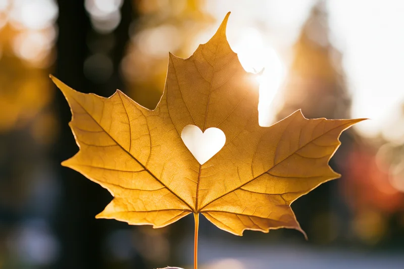 Golden maple leaf with heart-shaped hole backlit by sunlight in autumn setting