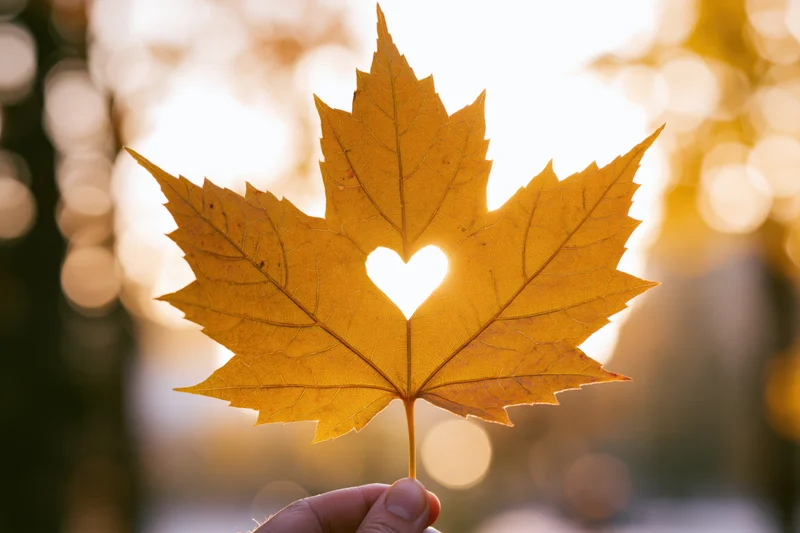 Hand holding golden maple leaf with heart-shaped cutout against backlit sunlight in autumn forest
