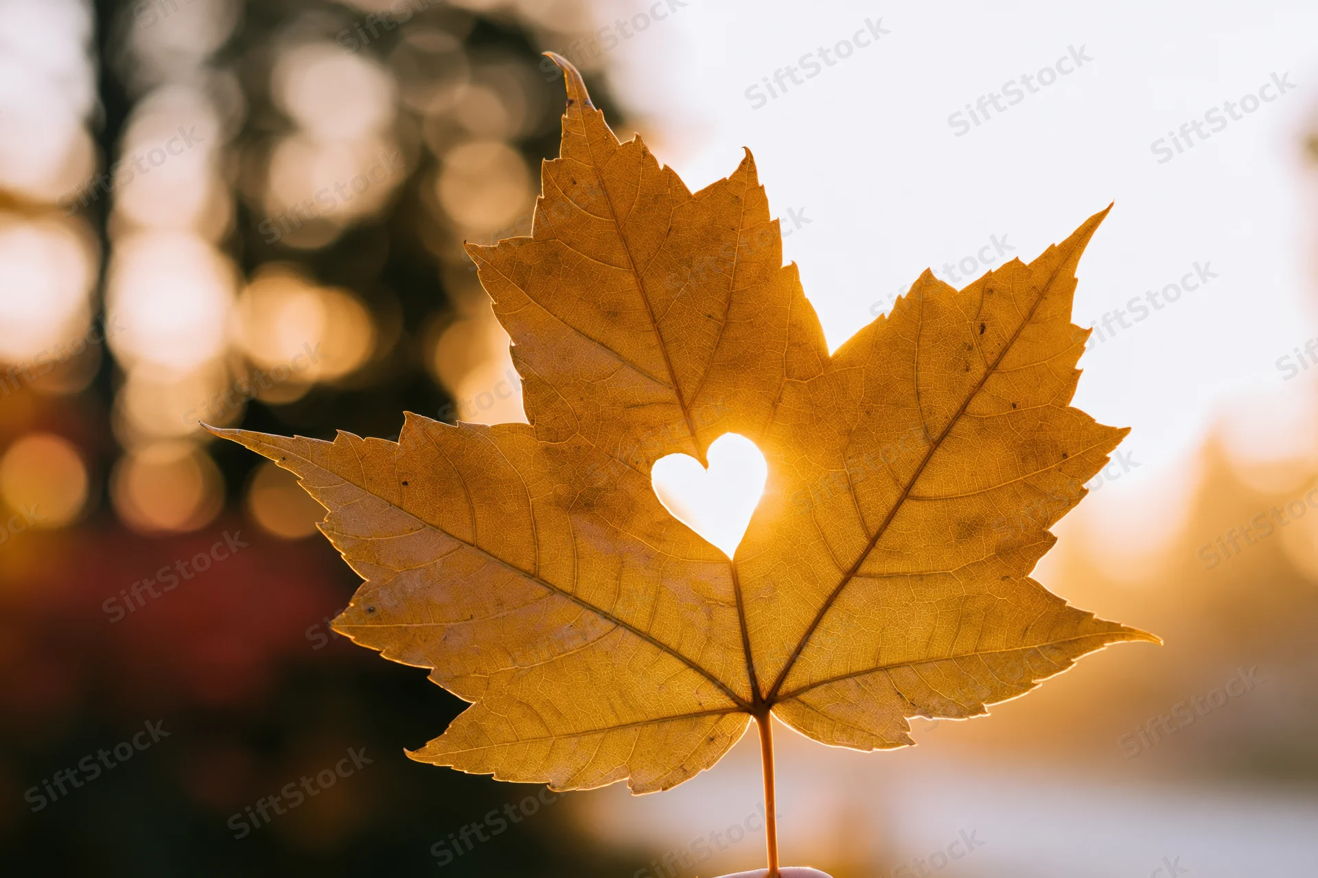 Golden maple leaf with heart-shaped hole held against backlit sunlight in autumn