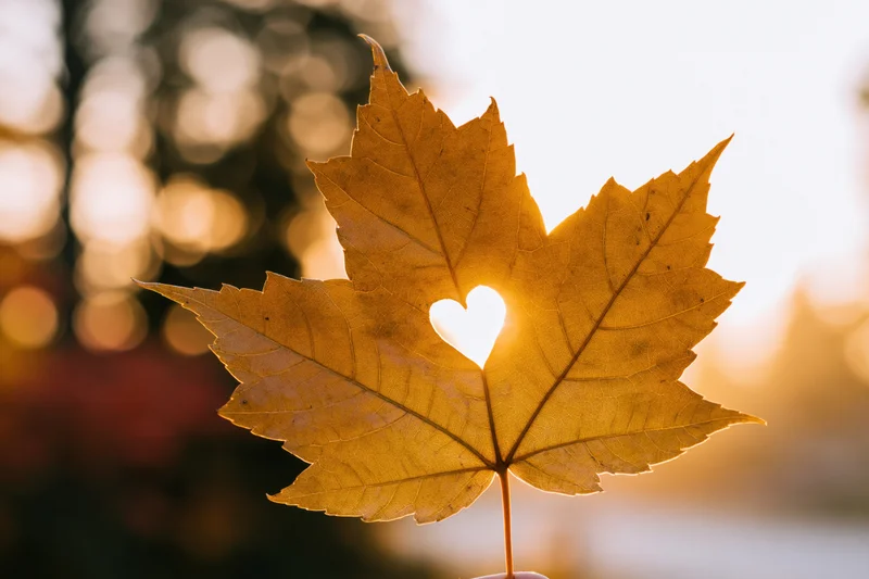 Golden maple leaf with heart-shaped hole held against backlit sunlight in autumn