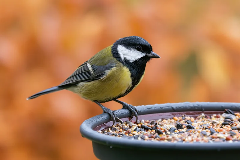 Great tit perched on a wet metal bird feeder filled with seeds in an autumn garden setting