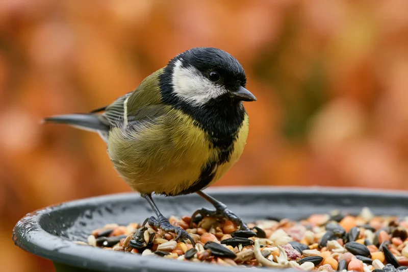 Great tit perched on a wet metal bird feeder filled with seeds in an autumn garden